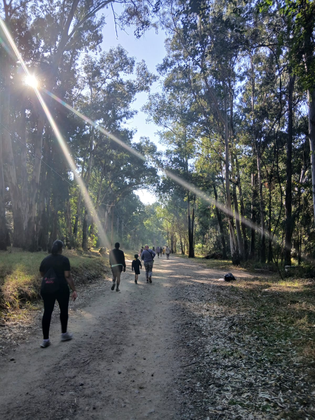 Group hiking along a sunlit forest trail