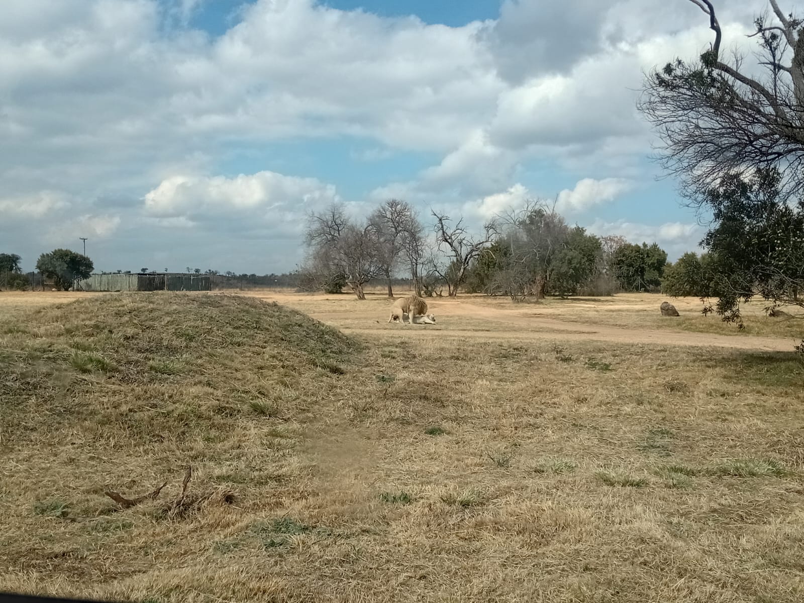 Lion resting in an open African wildlife landscape